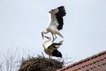 FlyPic3.jpg