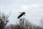 FlyPic4.jpg