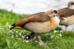 ducky-mc-duck-duck_25865703264_o.jpg