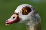 ducky-mc-very-closely_26444643836_o.jpg