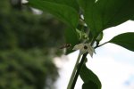 IMG_0285.JPG