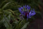 _MG_6984_altered.jpg