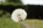 _MG_7015_altered.jpg