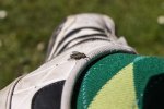FlyPic.jpg