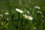 DSC05694-1.jpg