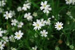 DSCF0458.jpg