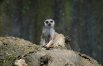 DSC05833-1.jpg