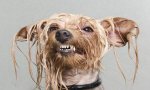 dog-wash.jpg