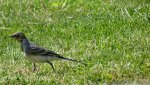 DSC04894.jpg
