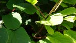 DSC05114.jpg