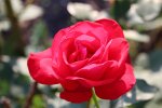 IMG_1124.jpg