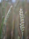 gras1.jpg