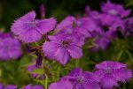 DSC08290_900.jpg