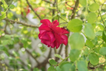 SMC Pentax 50mm 1.4.png