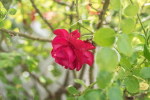 Minolta 50mm 1.7.png