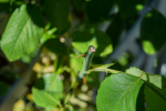 Soligor_3570_F8_2.png
