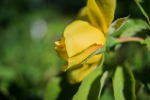 Soligor_3570_F25.png