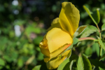 Soligor_3570_F8.png