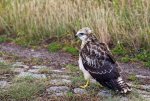 Bussard_2.jpg