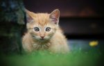 DSC05959.jpg
