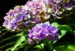 DSC03142.jpg