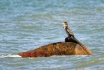 Kormoran2.jpg