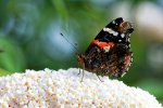D71_4582_DxO.jpg