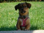 IMG-20160813-WA0015.jpg