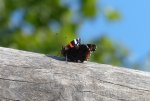 Schmetterling20140927_3232x2160.jpg