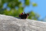 Schmetterling20140927_3592x2400.jpg