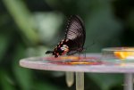 FlyPic4.jpg
