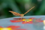 FlyPic5.jpg