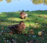 Ente mit Nutria.jpg