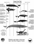 space-whale-chart1-791x1024.jpg