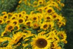 IMG-20160925-WA0004.jpg