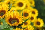 IMG-20160925-WA0003.jpg