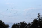 FlyPic09.jpg