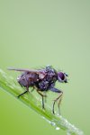 fly3.jpg