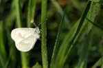 wiesenmakro 02.jpg
