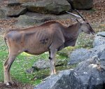 Elenantilope.jpg