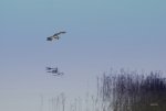 FlyPic (28).jpg
