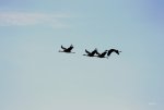 FlyPic (29).jpg