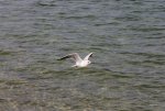 FlyPic (88).jpg