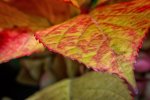 Herbst (1 von 1)-2_sm.jpg