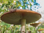pilz1.jpg