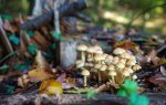 dsc03871.1.jpg