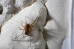 spinne.jpg