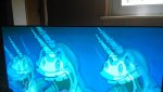 IMG-20161124-WA0006.jpeg