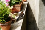DSC02857.jpg