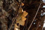 IMG_8956.jpg